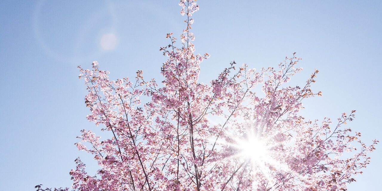 spring-733507_1280